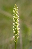 _16C7238 Small White Orchid